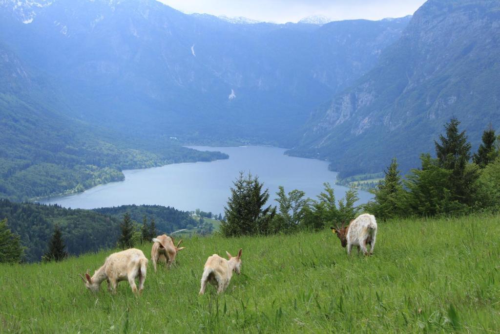 Apartments & Hostel Bohinj Eksteriør bilde